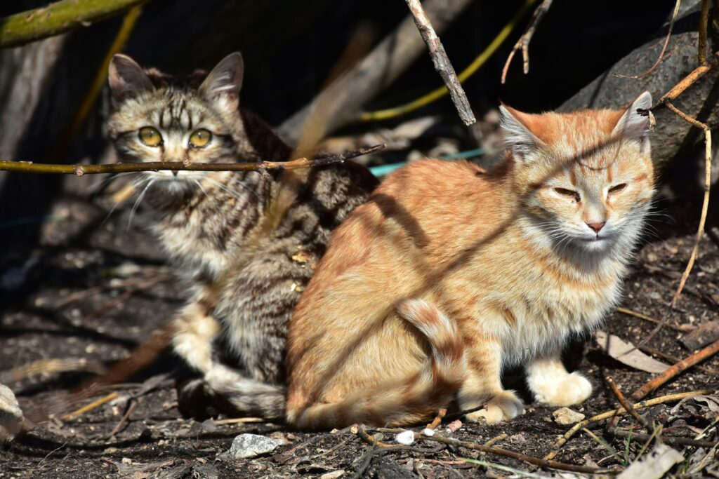 2匹の野良猫
