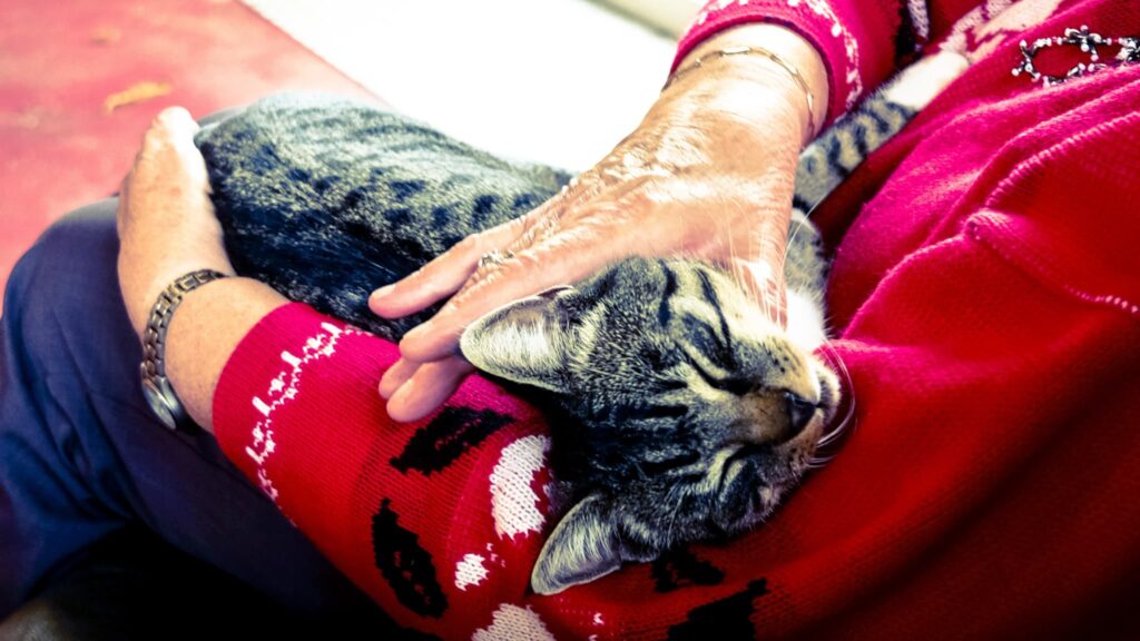 お婆さんの膝の上でくつろぐ猫