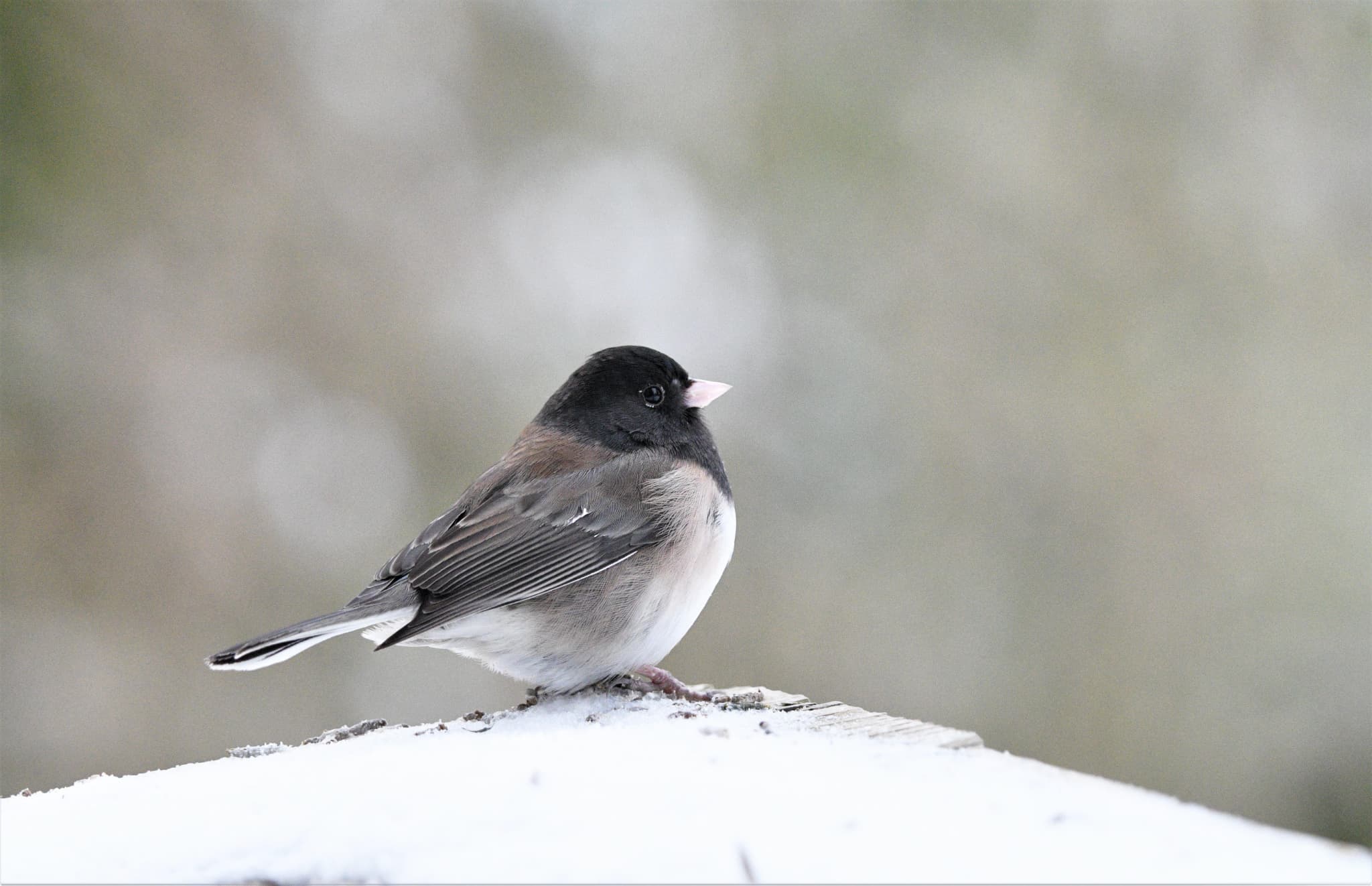 雪景色の中にいるユキヒメドリDark-eyed Junco