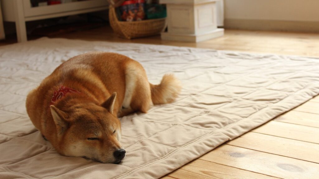 絨毯の上で眠る柴犬