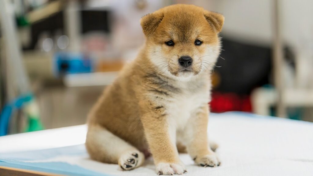 子犬の柴犬
