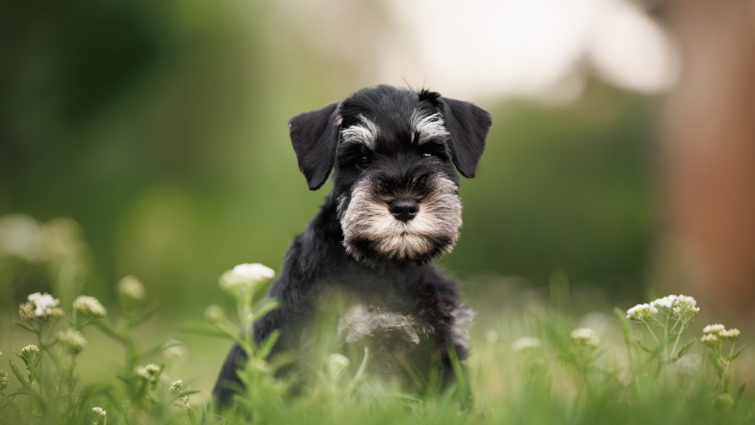 夏の草原でポーズをとる黒いミニチュア・シュナウザーの子犬