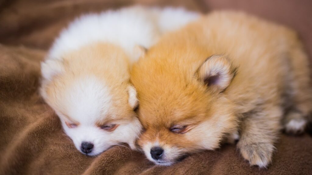 2匹の子犬のポメラニアンがお昼寝をしている