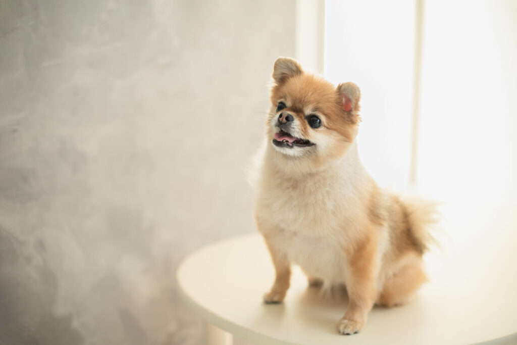 犬　ポメラニアン　ペット　可愛い　小型犬