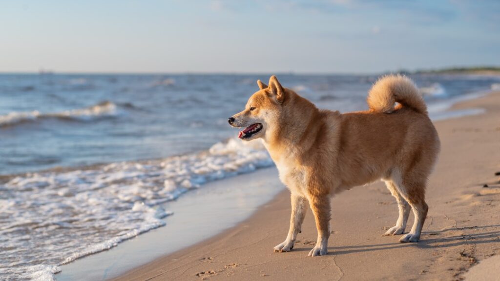 柴犬と海