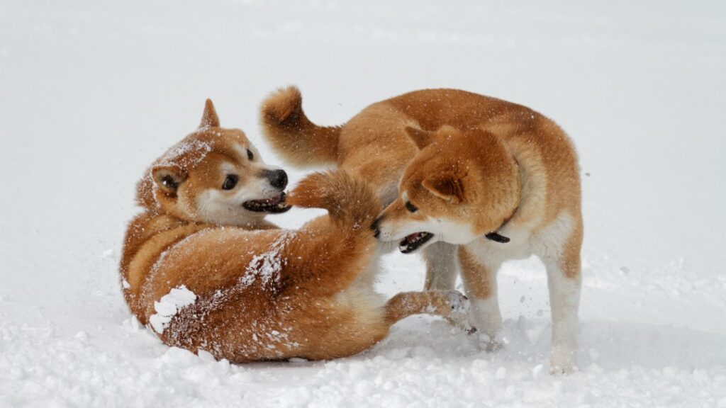 雪と柴犬
