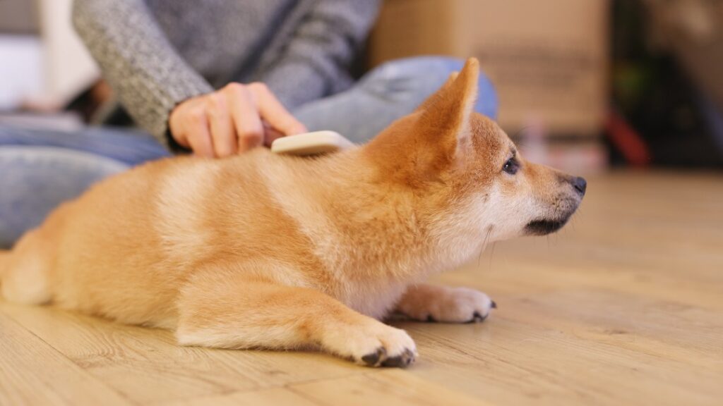ブラッシングされている柴犬