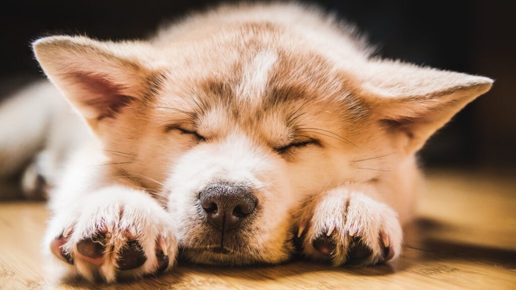 柴犬の寝顔