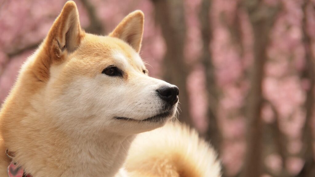 柴犬が横を見つめる凛々しい姿