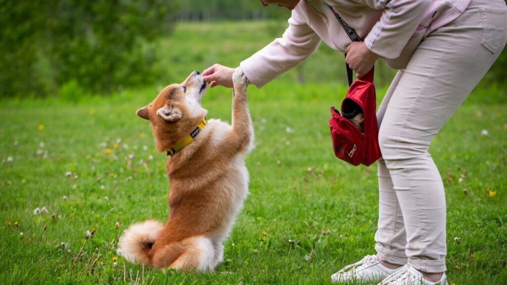 しつけ中の柴犬