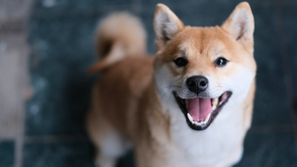 こちらを見る柴犬