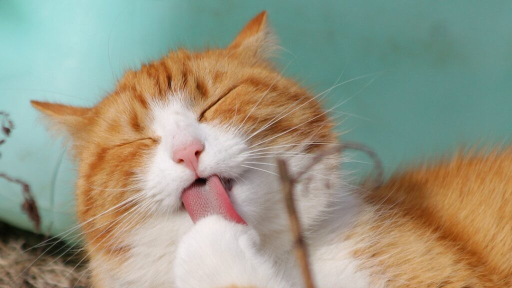 横になって手を舐める猫