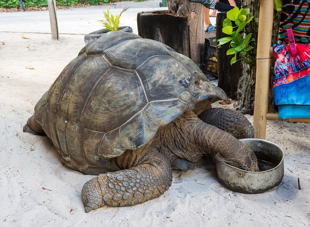 ラ・ディーグ島のアルダブラゾウガメ