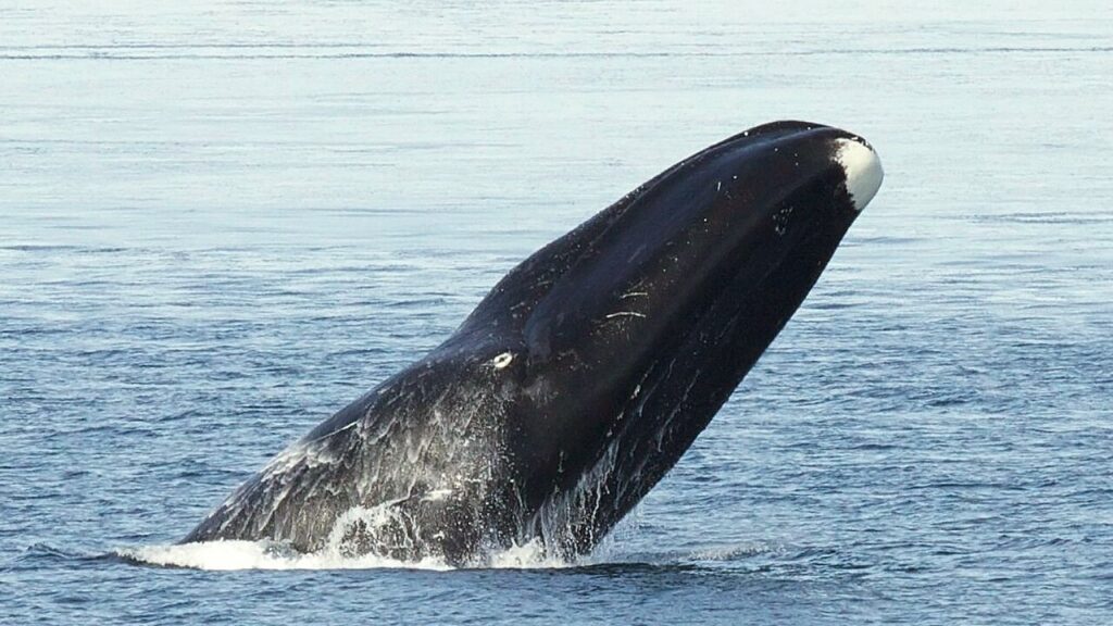 海面から頭を出すホッキョククジラ