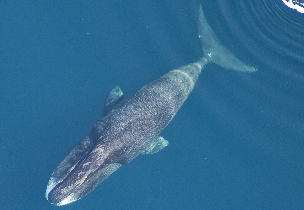 ホッキョククジラ