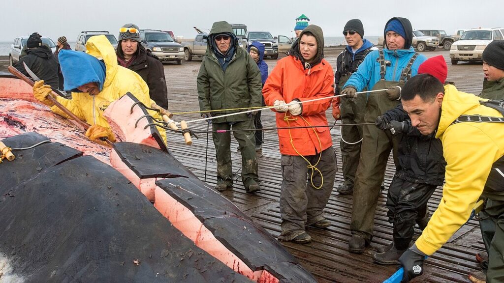解体されるホッキョククジラ