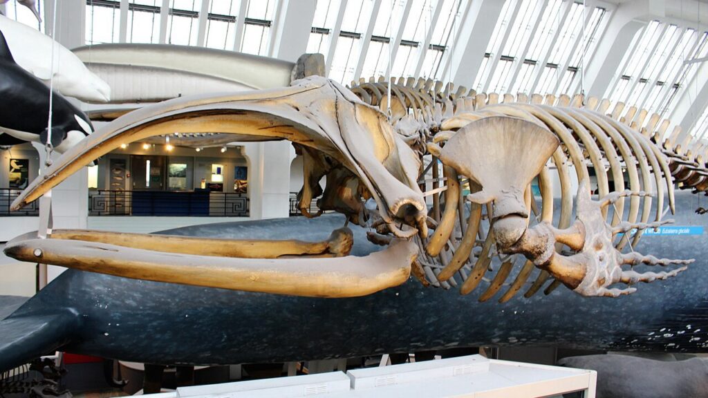 イギリスにある自然博物館にあるホッキョククジラの骨格標本