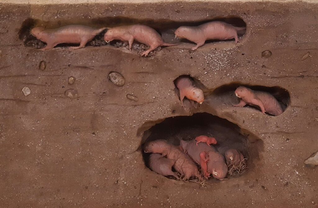 ハダカデバネズミの巣穴