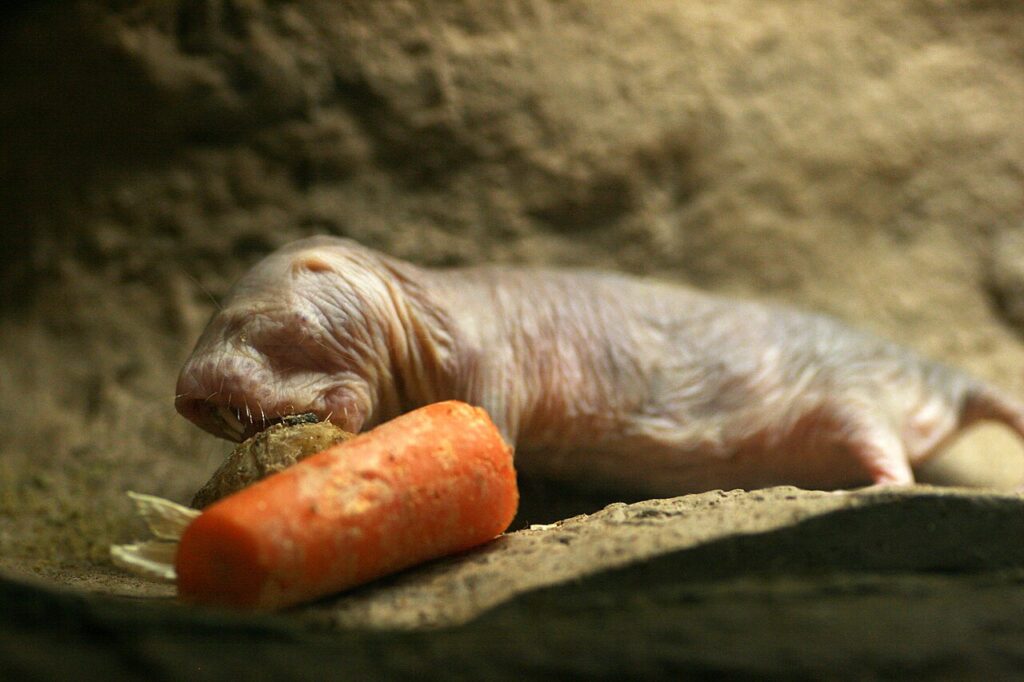 ハダカデバネズミがニンジンを食べている