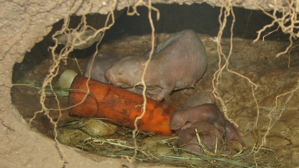 餌を食べるハダカデバネズミ