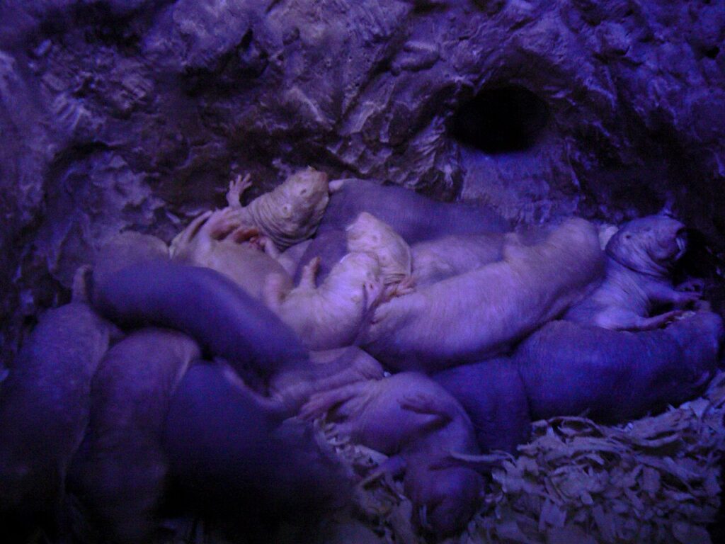 ハダカデバネズミの巣
