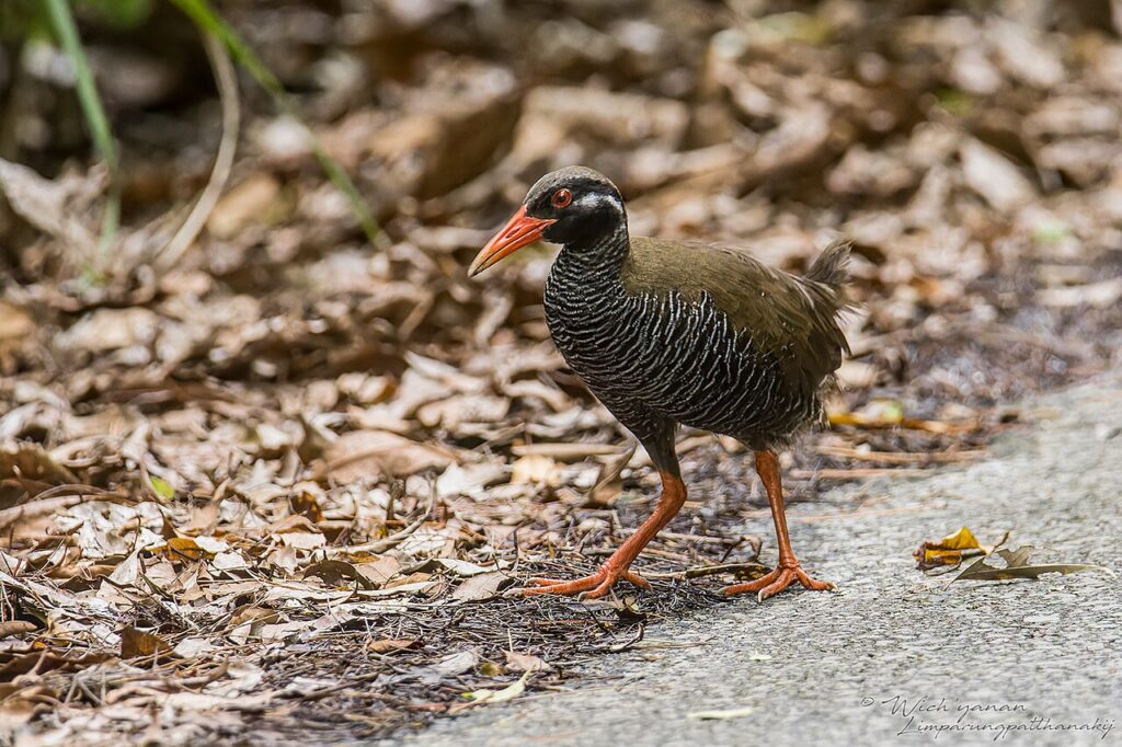 ヤンバルクイナ