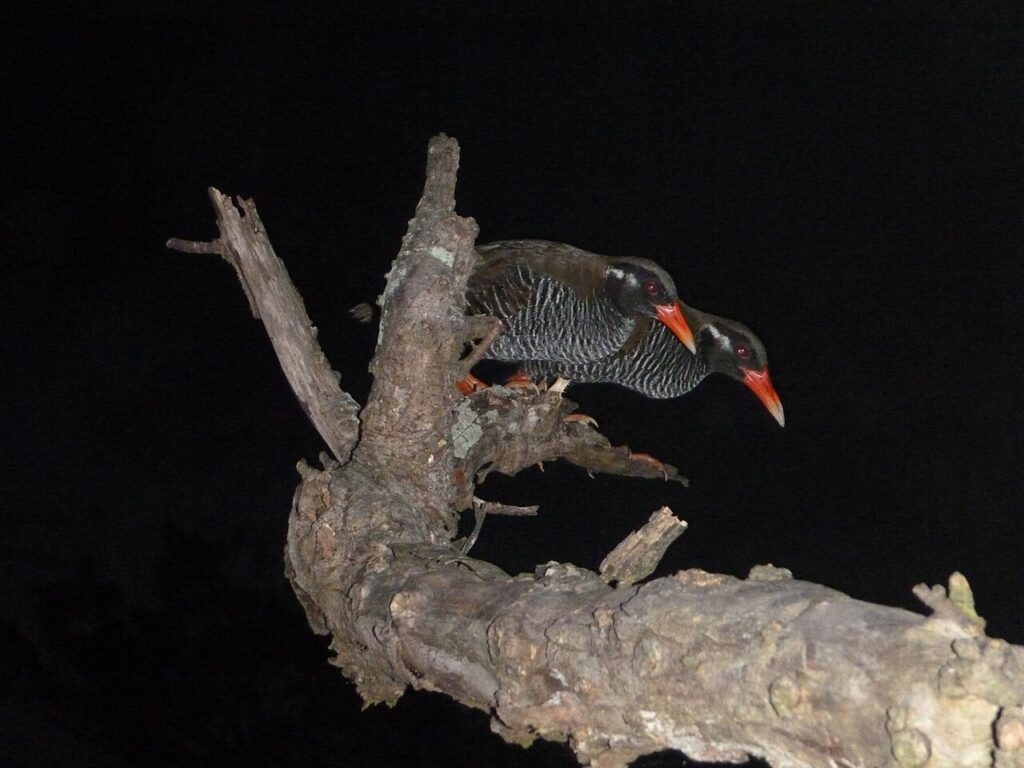 夜のヤンバルにいる２羽のヤンバルクイナ