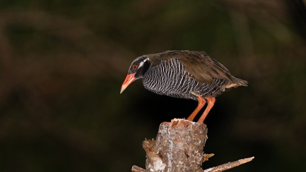 枝の上にいるヤンバルクイナ