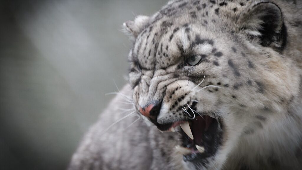 怒っているユキヒョウ