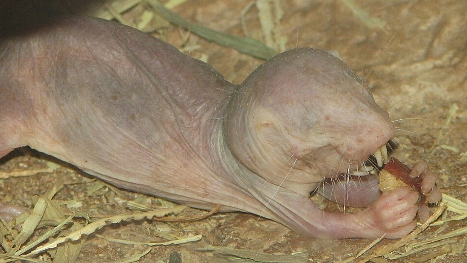 ハダカデバネズミ
