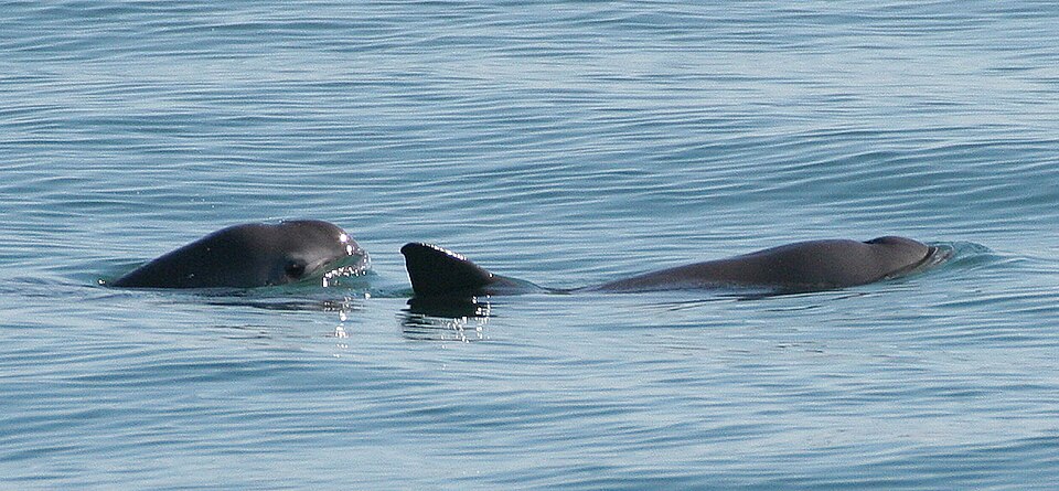 2匹のコガシラネズミイルカ