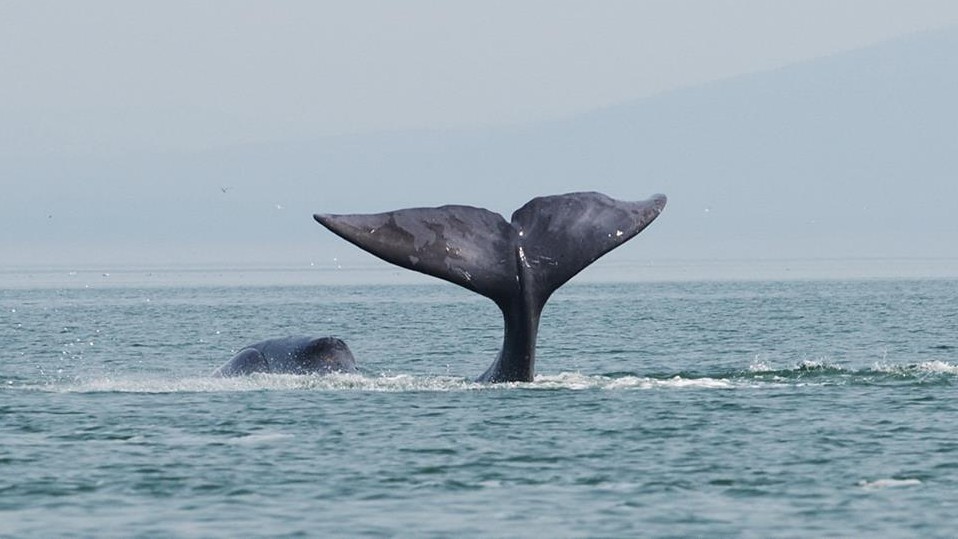 尾鰭で水面を叩くホッキョククジラ