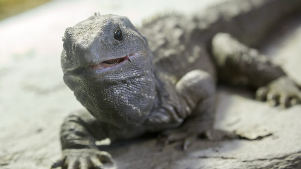 ムカシトカゲ,tuatara