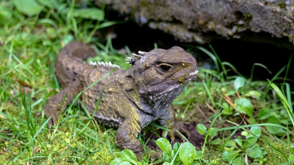 ムカシトカゲ,tuatara