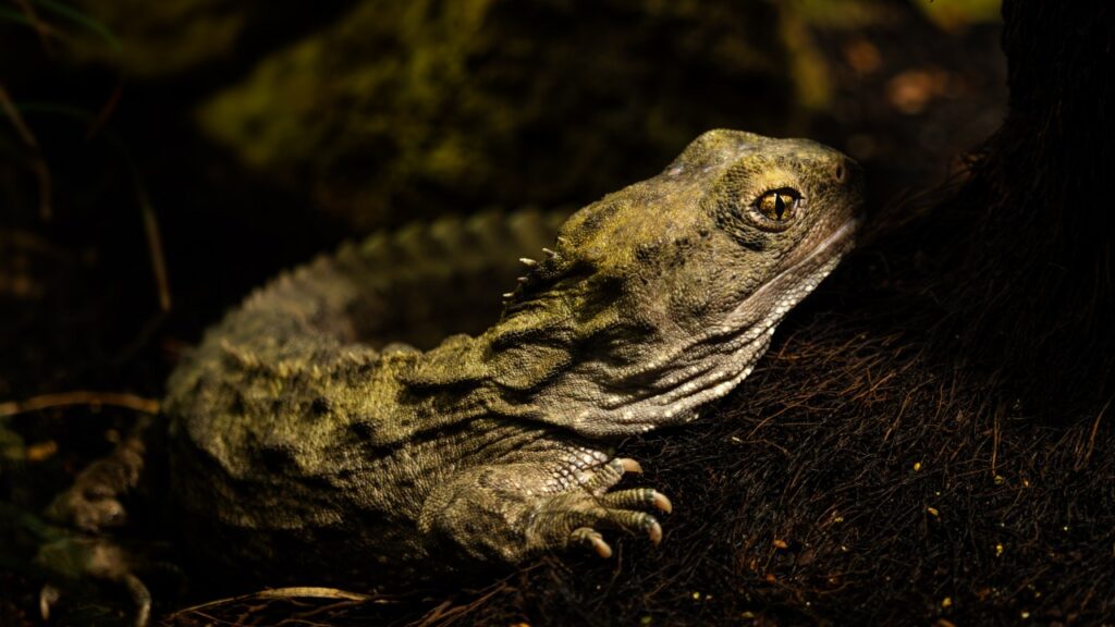ムカシトカゲ,tuatara