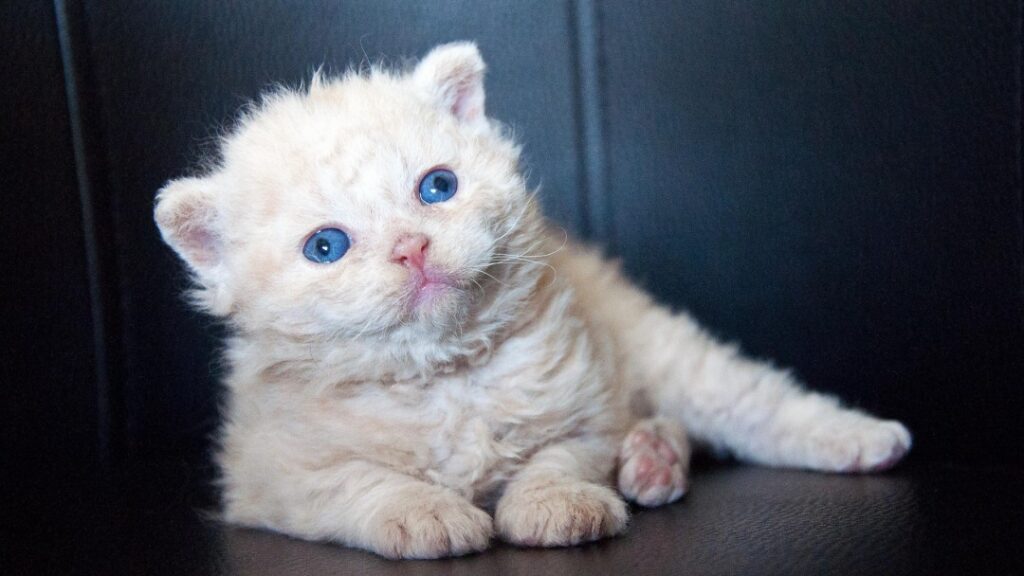 子猫のセルカークレックス