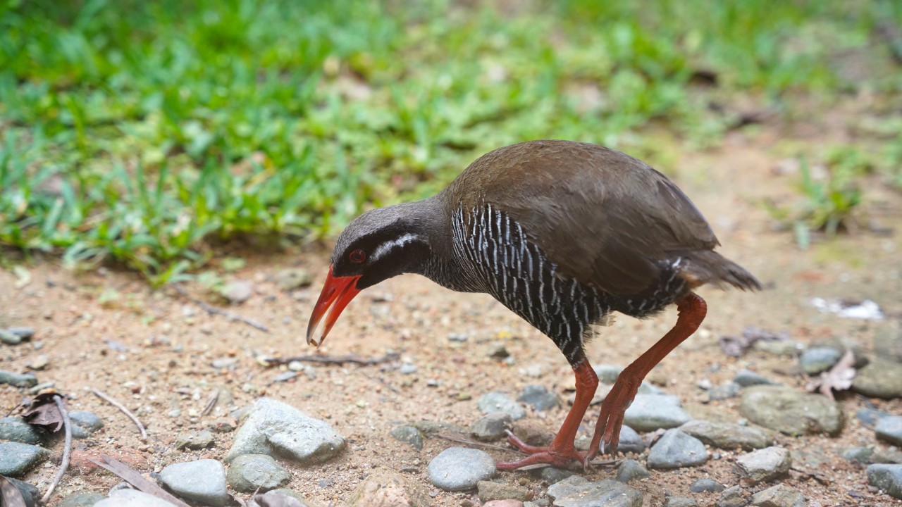 ヤンバルクイナ