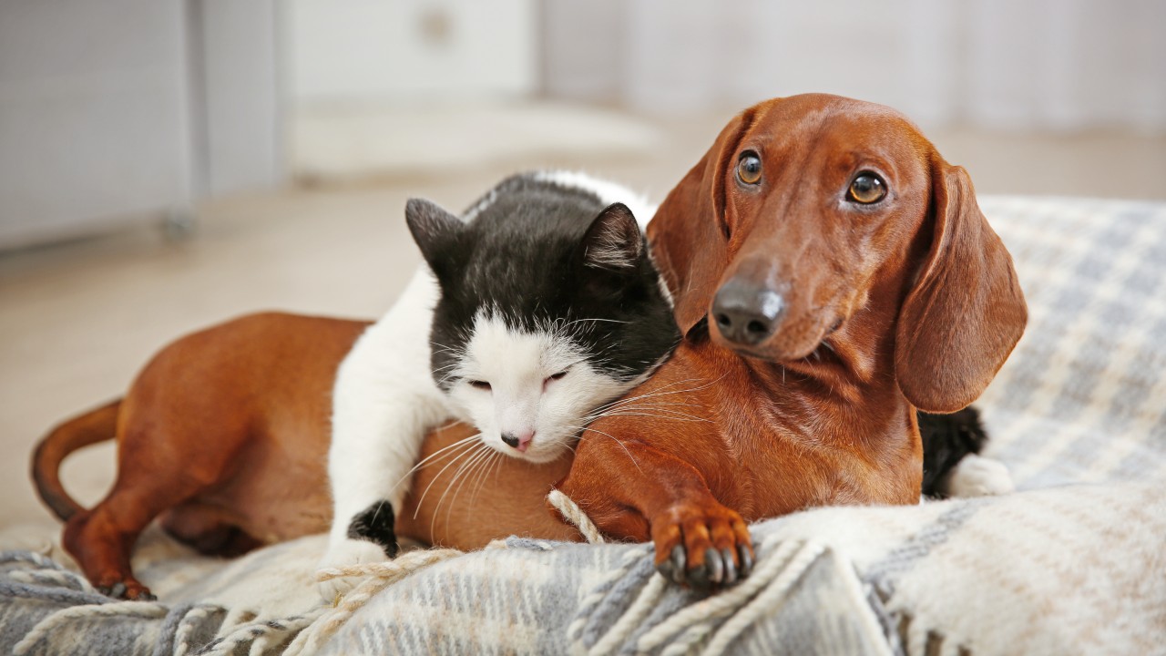 チェック柄の布の上の、猫とダックスフント