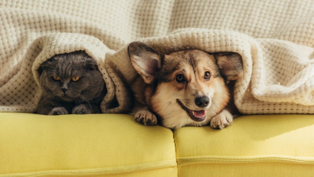 ソファでチェック柄のブランケットの下に横たわる猫と犬
