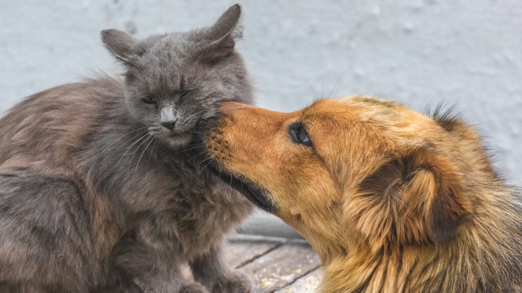 犬が猫の口元を舐めている。犬と猫の仲睦まじい関係。