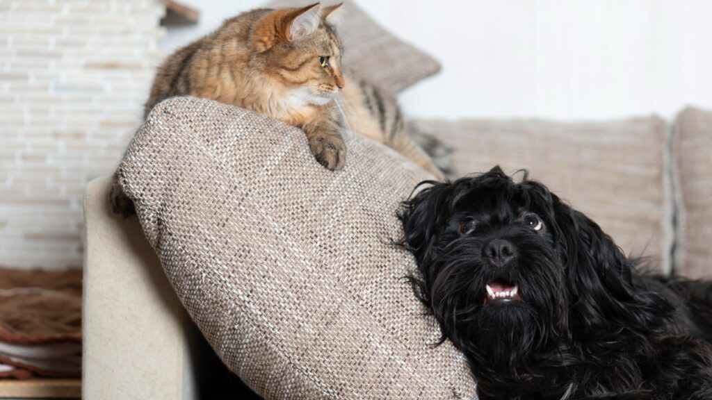 ソファの背もたれにいる猫とソファに寝転がっている犬