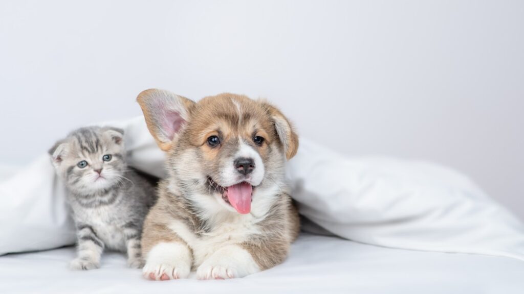 ベッドの上、白いブランケットの下で一緒に横になっている、ペンブローク・ウェルシュ・コーギーの子犬と子猫。