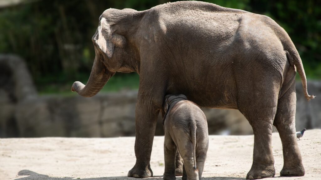 動物園の家族アジアゾウ