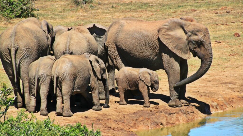 家族の水飲み場にきているアフリカゾウ