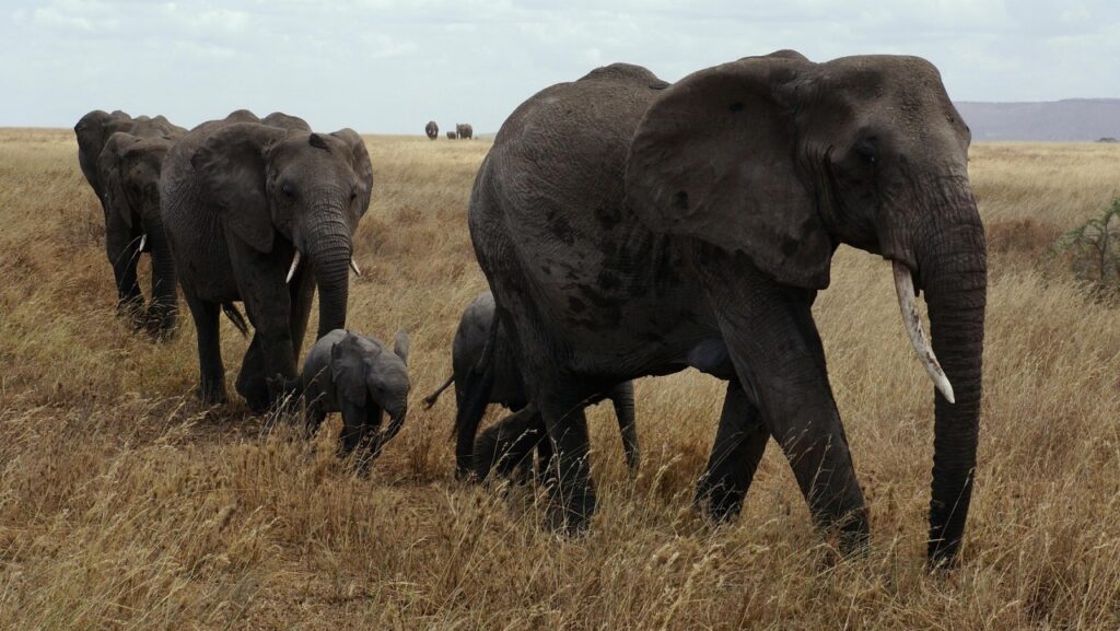 サバンナを歩くアフリカゾウの家族