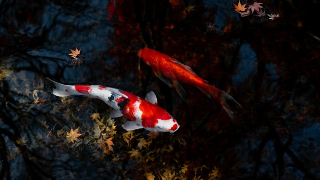 もみじの葉が浮かぶ池で泳ぐ2匹の錦鯉