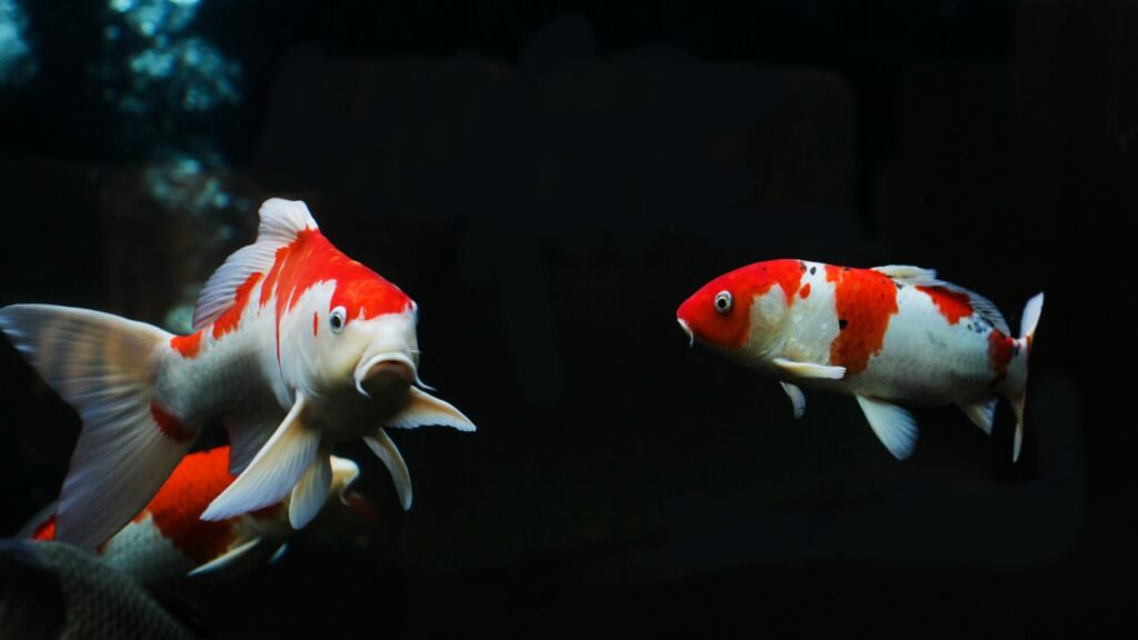 2匹の錦鯉