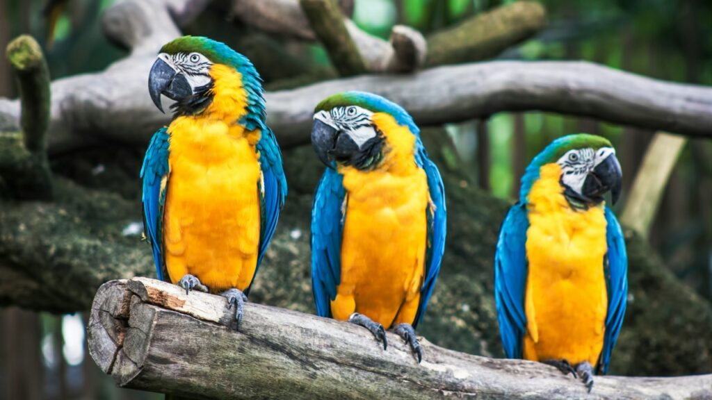 ルリコンゴインコ