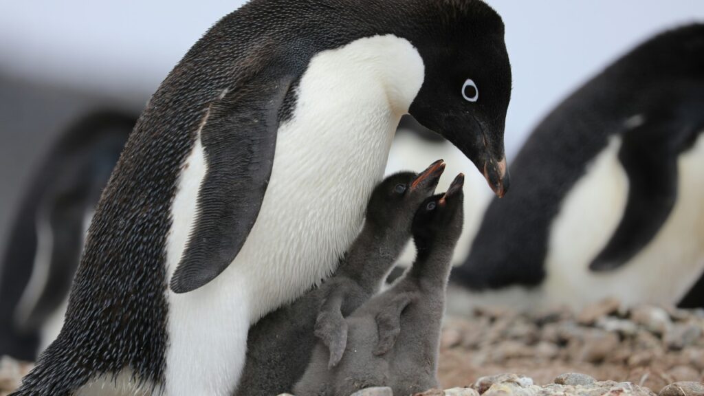 子育てをするアデリーペンギン