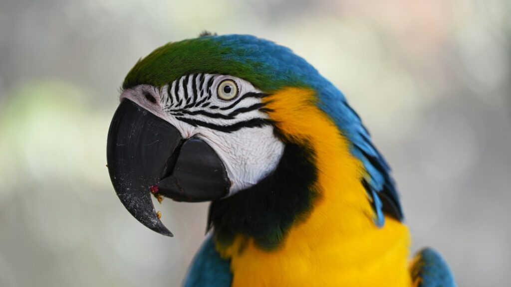 ルリコンゴインコ